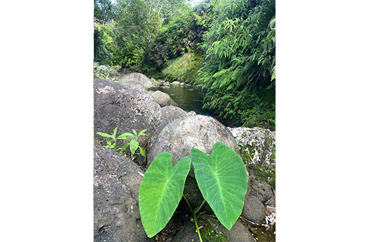 Hāloa