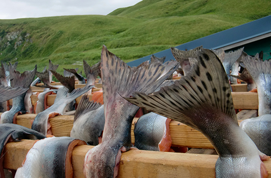 Drying Salmon but I Don’t Like Fish